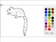 Game Squirrel coloring