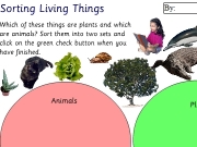 Sorting living things. Sorting Living Things Animals Plants Which of these things are plants and which animals? Sort them into two sets click on the green check button when you have finished. Check Reset By: Well Done!All objects in right place. variation2c.swf Menu Print Work Back Main Oh dear!Not all place.Try again....
